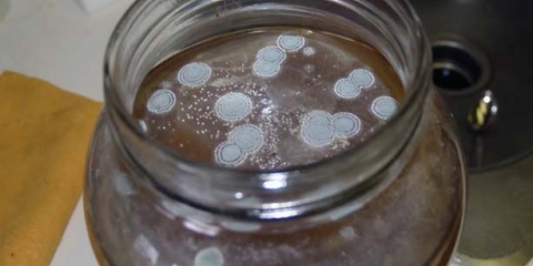 Plijesan na površini kombuche (buđa): šta učiniti, uzroci, kako izliječiti